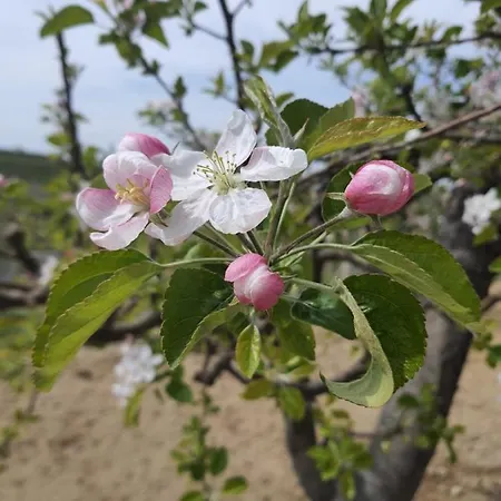 Casa Bellavista 公寓 内维